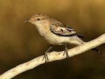 White-winged triller. Non-breeding male. Wyndham, Western Australia, July 2019. Image © Tim Van Leeuwen 2019 birdlifephotography.org.au by Tim Van Leeuwen.