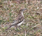 White-winged triller. Adult female. Canberra, Australian Capital Territory, October 2007. Image © Julian Robinson by Julian Robinson.