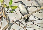 White-winged triller. Adult. Bali, August 2012. Image © Dick Porter by Dick Porter.