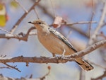 White-winged triller. Non-breeding male with pollen on head. Airstrip, Purnululu National Park, Western Australia, August 2018. Image © Glenn Pure 2018 birdlifephotography.org.au by Glenn Pure.