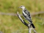 White-winged triller. Immature male. Wyndham Caravan Park, Western Australia, June 2019. Image © Tim Van Leeuwen 2019 birdlifephotography.org.au by Tim Van Leeuwen.