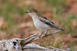 White-winged triller. Non-breeding male. Birdsville Track, South Australia, June 2016. Image © David Newell 2016 birdlifephotography.org.au by David Newell.