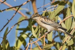 White-winged triller. Non-breeding male. Julia Creek, Queensland, August 2017. Image © Lindsay Hansch 2017 birdlifephotography.org.au by Lindsay Hansch.