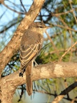 White-winged triller. Immature. Carnarvon, Western Australia, August 2018. Image © Les George 2020 birdlifephotography.org.au by Les George.