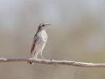 White-winged triller. Juvenile. Carnarvon, Western Australia, September 2018. Image © Les George 2020 birdlifephotography.org.au by Les George.