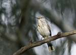 White-winged triller. Juvenile. Canberra, Australian Capital Territory, March 2012. Image © Julian Robinson by Julian Robinson.