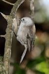 Whitehead | Pōpokotea. Adult male feeding. Karori Sanctuary / Zealandia, June 2020. Image © Rob Lynch by Rob Lynch.