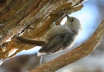 Whitehead | Pōpokotea. Adult foraging. Kapiti Island, May 2008. Image © Duncan Watson by Duncan Watson.