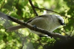 Whitehead | Pōpokotea. Male in beech tree. Rangiwahia Track, December 2013. Image © Steve Bielski by Steve Bielski.