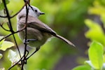 Whitehead | Pōpokotea. Adult. Kapiti Island, November 2015. Image © Paul Le Roy by Paul Le Roy.