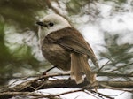 Whitehead | Pōpokotea. Adult male. Tiritiri Matangi Island, May 2012. Image © Martin Sanders by Martin Sanders.