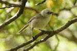 Whitehead | Pōpokotea. Male foraging for insects in beech canopy. Rangiwahia Track, December 2013. Image © Steve Bielski by Steve Bielski.