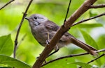 Whitehead | Pōpokotea. Adult female. Tiritiri Matangi Island, December 2013. Image © Nathan Hill by Nathan Hill.