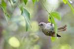 Whitehead | Pōpokotea. Adult foraging. Tiritiri Matangi Island, February 2014. Image © Laurie Ross by Laurie Ross.