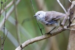 Whitehead | Pōpokotea. Adult. Tiritiri Matangi Island, February 2014. Image © Laurie Ross by Laurie Ross.