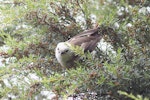 Whitehead | Pōpokotea. Adult among foliage. Tiritiri Matangi Island, January 2014. Image © Rob Lynch by Rob Lynch.