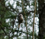 Whitehead | Pōpokotea. Male, on Pinus nigra. Iwitahi Native Orchid Heritage Protection Area, October 2012. Image © Joke Baars by Joke Baars.