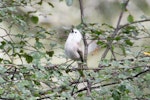 Whitehead | Pōpokotea. Adult singing high in a beech tree. Mokai Station, near Ruahine Forest Park, November 2010. Image © Mary Bielski by Mary Bielski.