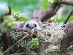 Whitehead | Pōpokotea. Adult on nest. Motuora Island, Hauraki Gulf, December 2014. Image © Yvonne Sprey by Yvonne Sprey.