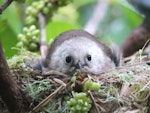 Whitehead | Pōpokotea. Adult on nest. Motuora Island, Hauraki Gulf, December 2014. Image © Yvonne Sprey by Yvonne Sprey.