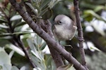 Whitehead | Pōpokotea. Adult female. Tiritiri Matangi Island, May 2011. Image © Glenda Rees by Glenda Rees.