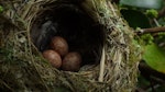 Whitehead | Pōpokotea. Three eggs in nest. Motuora Island, Hauraki Gulf, December 2014. Image © Yvonne Sprey by Yvonne Sprey.