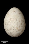 Whitehead | Pōpokotea. Egg 21.5 x 16.0 mm (NMNZ OR.007603, collected by Captain John Bollons). Image © Te Papa by Jean-Claude Stahl.