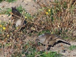 Whitehead | Pōpokotea. Two adults feeding on the ground. Tiritiri Matangi Island, April 2010. Image © Gary Little by Gary Little.