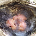 Whitehead | Pōpokotea. Three young chicks in nest. Motuora Island, Hauraki Gulf, January 2015. Image © Yvonne Sprey by Yvonne Sprey.