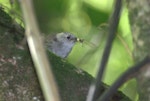 Whitehead | Pōpokotea. Juvenile eating cicada . Karori Sanctuary / Zealandia, February 2016. Image © George Curzon-Hobson by George Curzon-Hobson.