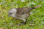 Whitehead | Pōpokotea. Adult feeding on the ground. Tiritiri Matangi, July 2013. Image © Les Feasey by Les Feasey.