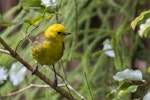 Mohua | Yellowhead. Adult male. Ulva Island, October 2015. Image © Kathy Reid by Kathy Reid.