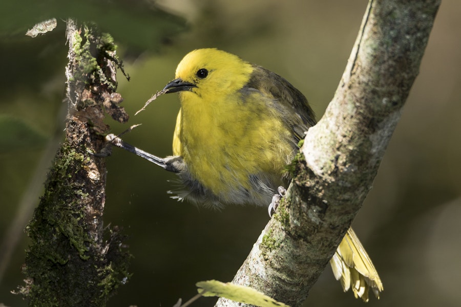 Mohua | Yellowhead. Adult male. Routeburn Flats, Mt Aspiring National Park, April 2016. Image © Ron Enzler by Ron Enzler.