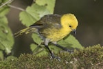 Mohua | Yellowhead. Adult male feeding in ribbonwood tree. Routeburn Flats, Mt Aspiring National Park, April 2016. Image © Ron Enzler by Ron Enzler.