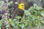 Mohua | Yellowhead. Adult male. Ulva Island, October 2015. Image © Kathy Reid by Kathy Reid.