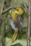 Mohua | Yellowhead. Adult female on side of ribbonwood tree. Routeburn Flats, Mt Aspiring National Park, April 2016. Image © Ron Enzler by Ron Enzler.