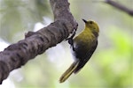 Mohua | Yellowhead. Adult hanging from branch. Ulva Island, January 2015. Image © Steve Attwood by Steve Attwood.