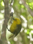 Mohua | Yellowhead. Adult foraging. Pigeon Island, Dusky Sound, November 2016. Image © Alan Tennyson by Alan Tennyson.