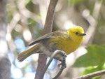 Mohua | Yellowhead. Adult foraging. Pigeon Island, Dusky Sound, November 2016. Image © Alan Tennyson by Alan Tennyson.