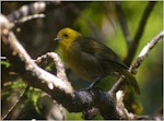 Mohua | Yellowhead. Adult. Anchor Island, Dusky Sound, March 2011. Image © Colin Miskelly by Colin Miskelly.