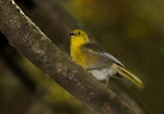 Mohua | Yellowhead. Adult in side profile. Catlins Forest, March 2014. Image © Glenda Rees by Glenda Rees.