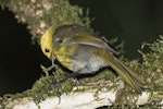 Mohua | Yellowhead. Adult male feeding in ribbonwood tree. Routeburn Flats, Mt Aspiring National Park, April 2016. Image © Ron Enzler by Ron Enzler.