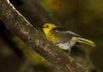 Mohua | Yellowhead. Adult in side profile. Catlins Forest, March 2014. Image © Glenda Rees by Glenda Rees.