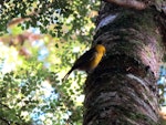 Mohua | Yellowhead. Adult male foraging. Catlins, August 2010. Image © Cheryl Pullar by Cheryl Pullar.