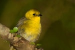 Mohua | Yellowhead. Juvenile. Eglinton Valley, Fiordland, March 2013. Image © Glenda Rees by Glenda Rees.