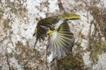 Mohua | Yellowhead. Adult male in flight after leaving nest entrance. Routeburn Flats, Mt Aspiring National Park, December 2015. Image © Ron Enzler by Ron Enzler.