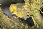 Mohua | Yellowhead. Adult female feeding in ribbonwood tree. Routeburn Flats, Mt Aspiring National Park, March 2016. Image © Ron Enzler by Ron Enzler.