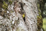 Mohua | Yellowhead. Adult male at entrance to nest. Routeburn Flats, Mt Aspiring National Park, December 2015. Image © Ron Enzler by Ron Enzler.