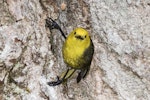 Mohua | Yellowhead. Adult male at entrance to nest. Routeburn Flats, Mt Aspiring National Park, December 2015. Image © Ron Enzler by Ron Enzler.