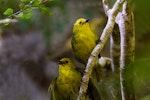 Mohua | Yellowhead. Adult (above) and fledgling. Eglinton Valley, Fiordland, March 2014. Image © Glenda Rees by Glenda Rees.